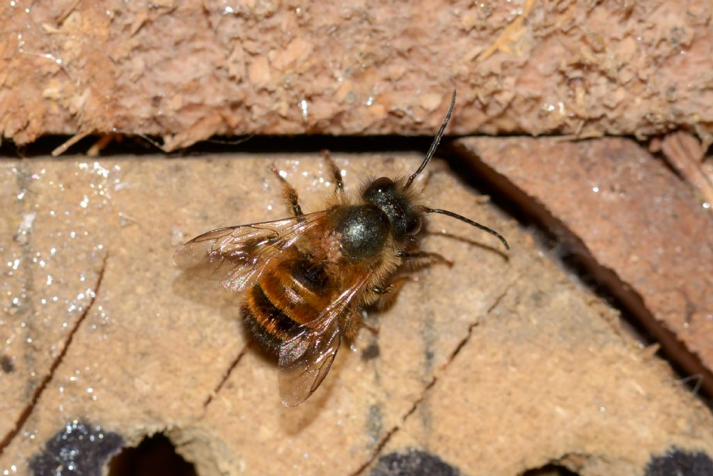 Osmia cfr. rufa (Apidae Megachilinae)